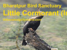 Cormorant Indian (25) Coming Soon